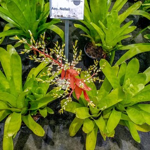 Aechmea Nelleii Pot 9"