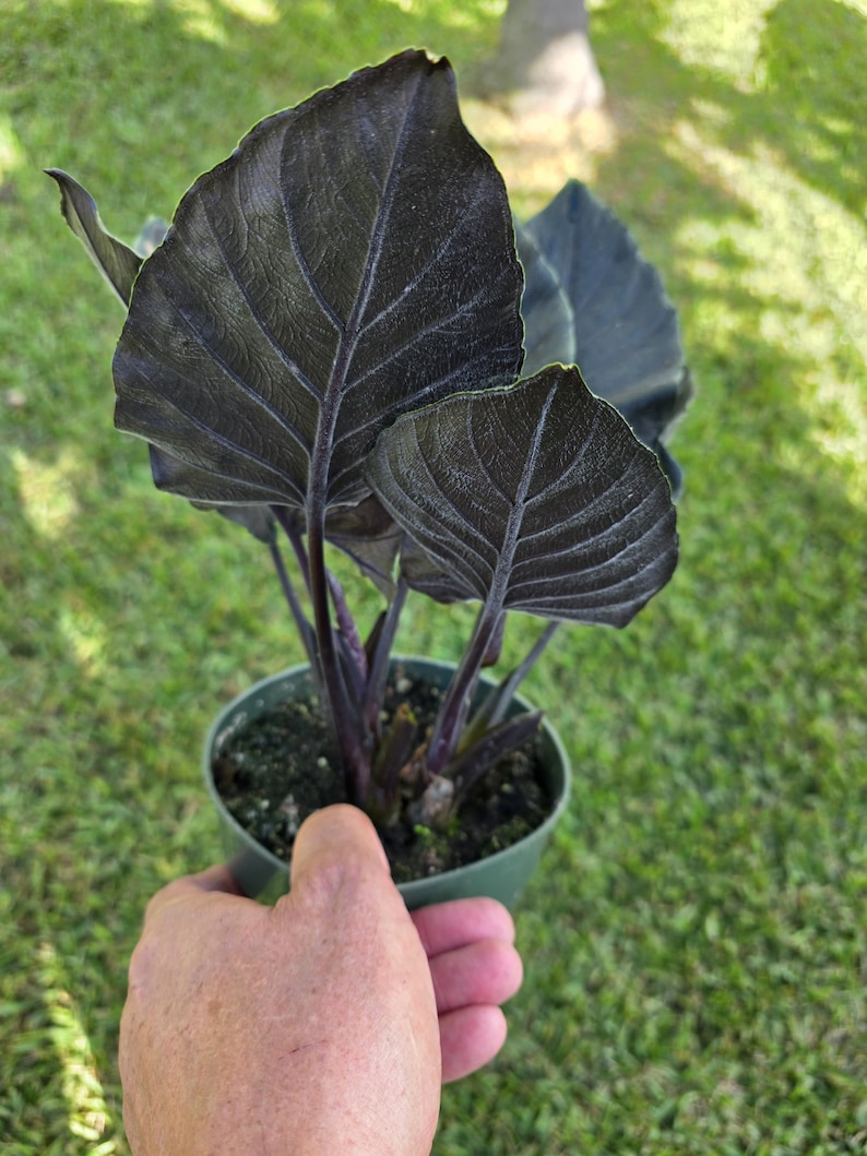 305 Greenery Alocasia Antoro Velvet - Thumbnail 3