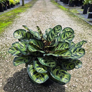 Calathea makoyana potted in a 9 inch Pot