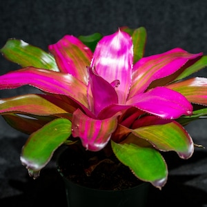 Bromeliad Neoregelia Tatiana 6&quot; pot