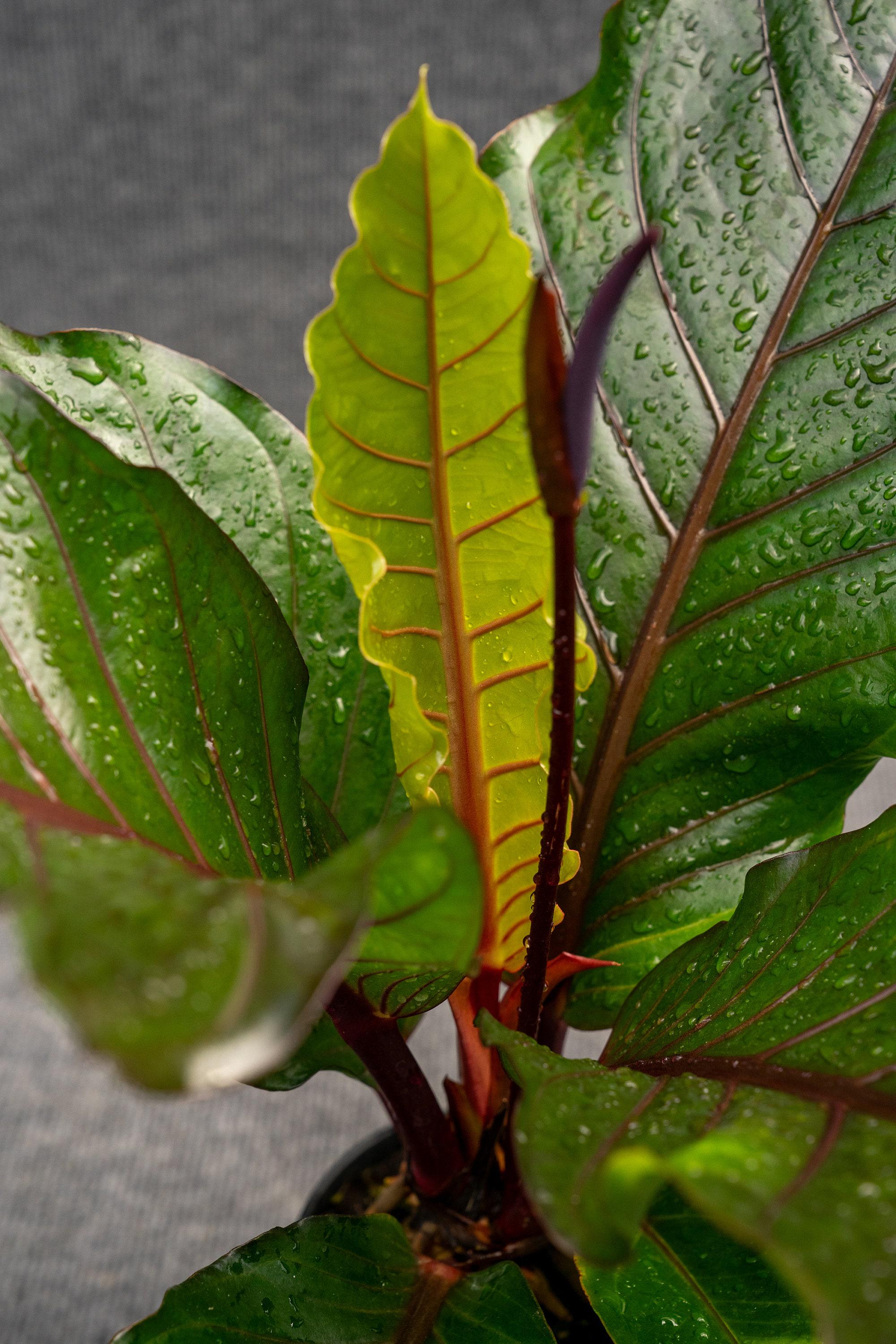 where can i buy an elephant ear plant Alocasia Black Stem, Elephant Ears, Live Tropical Plant