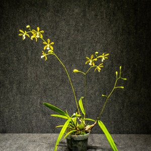 Encyclia Tampensis, Alba