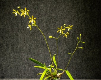 Encyclia Tampensis v. alba ‘Exotic’