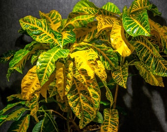 Croton General Padgett in a 5 Gallon Pot