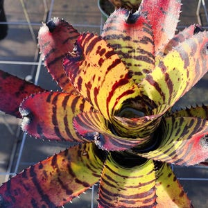 Neoregelia Carcharodon 'rainbow' 9