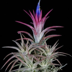 Tillandsia Ionantha v. vanhyningii