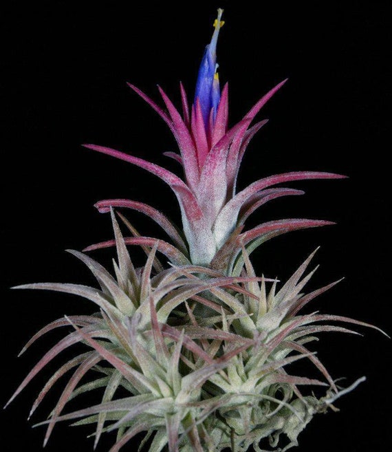 Tillandsia Ionantha V. Vanhyningii - Etsy