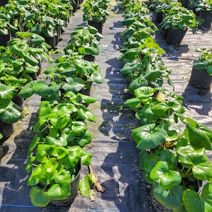 May include: Rows of green leafy plants in black pots, growing in a greenhouse setting. The plants are arranged in neat rows on a black fabric ground cover.