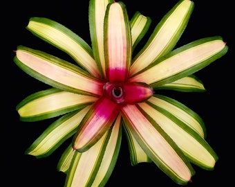 Bromeliad Neoregelia Mendoza  6" Pot