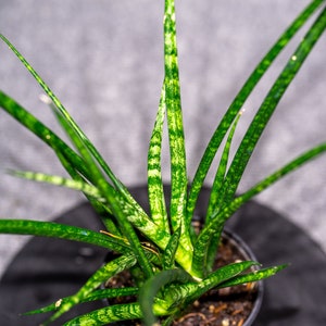 Sansevieria Fernwood Mikado 4&quot; pot