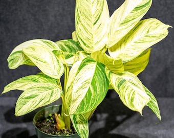Goepperia Calathea Bella Carlina - SUPER RARE - Limited Numbers Available -  6"pot - Etsy
