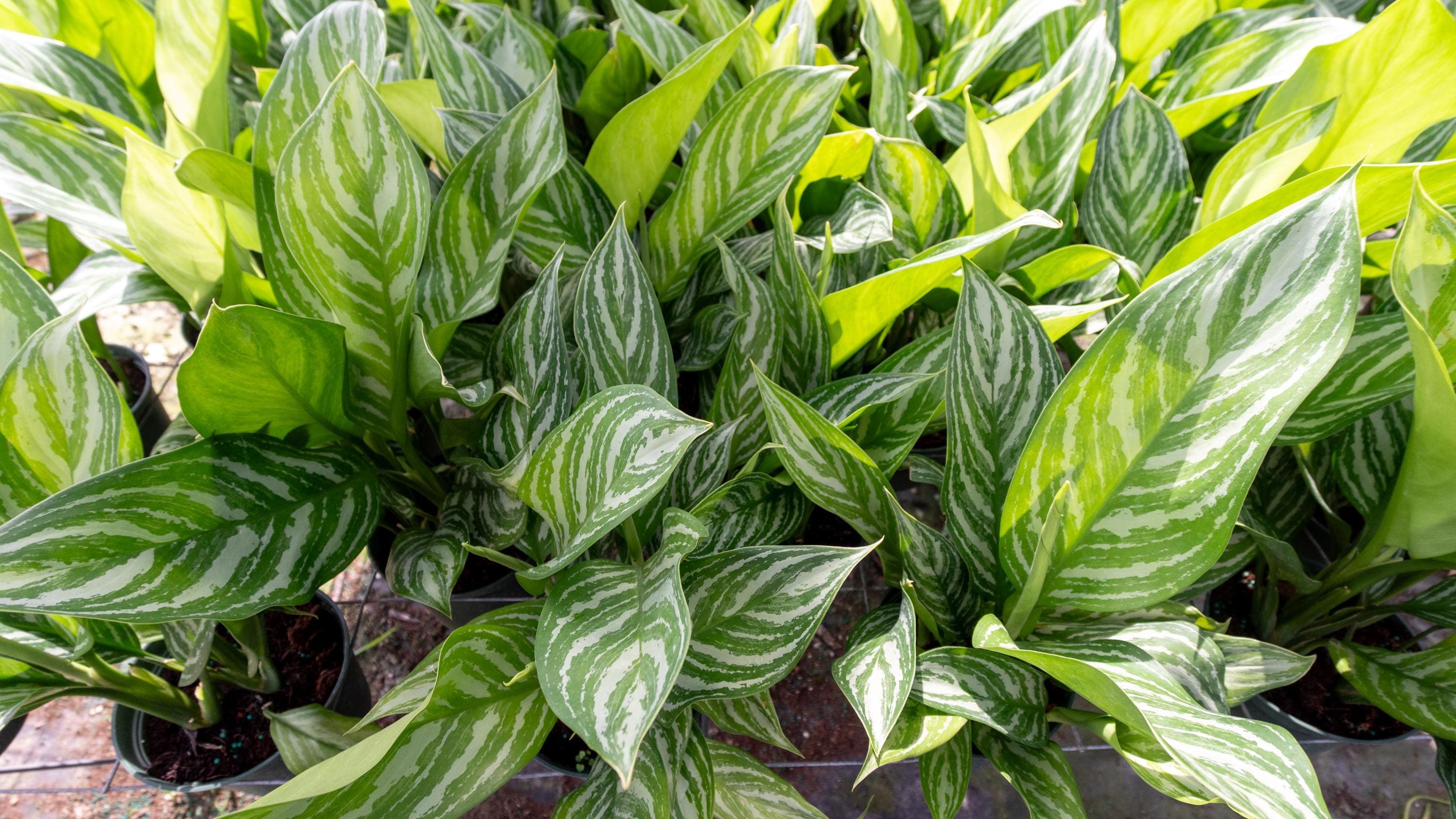 dieffenbachia images Dieffenbachia 'Mariana Camille'  Urbane Eight Inc