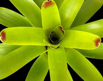 Bromeliad Vriesea Bone Fire 6" pot