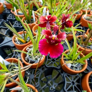May include: A close-up of a red orchid flower in bloom. The flower is surrounded by small terracotta pots filled with green plants.