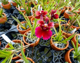 Tolumnia Jairak Flyer ‘Red Cherry’