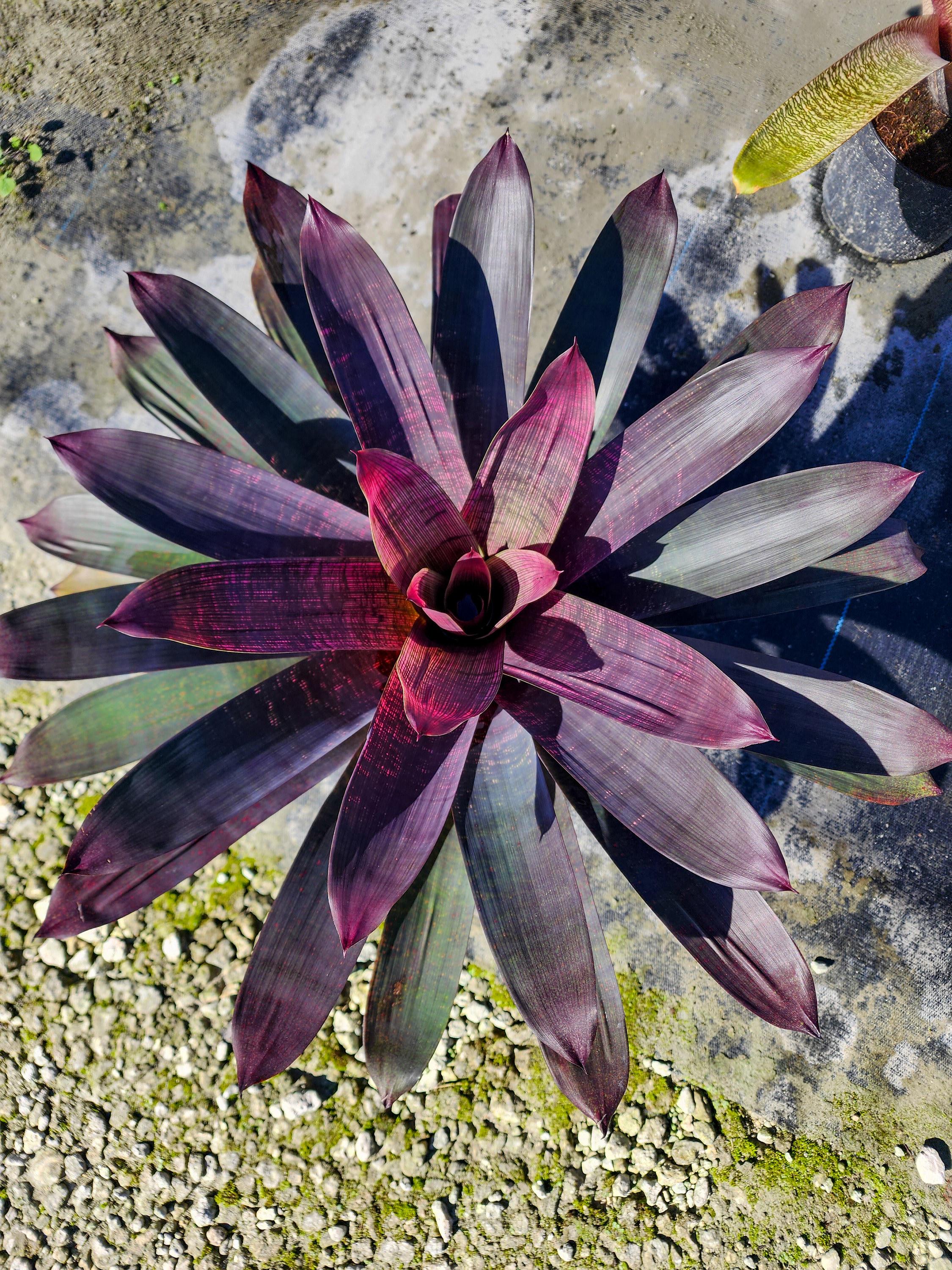 Vriesea Purple Diamond - Etsy