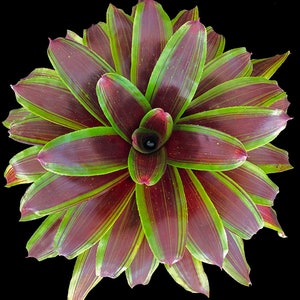 Bromeliad Neoregelia Namaskar  6&quot; Pot