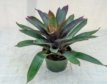 Vriesea 'Manoa Valley' 中株 Vriesea Purple Diamond - Etsy