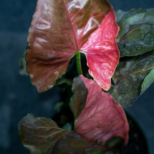 Syngonium Strawberry ice  6&quot; pot