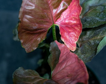 Syngonium Strawberry ice  6" pot