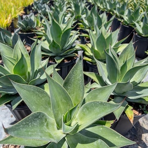 May include: Rows of green agave plants in black pots, with long, pointed leaves. The plants are arranged in neat rows, with a few plants in the foreground. The leaves have a slight curve and a pointed tip.