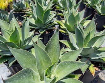 Manfreda Scabra, Agave Asperrima Jacobi 'lamparillo', the Rough