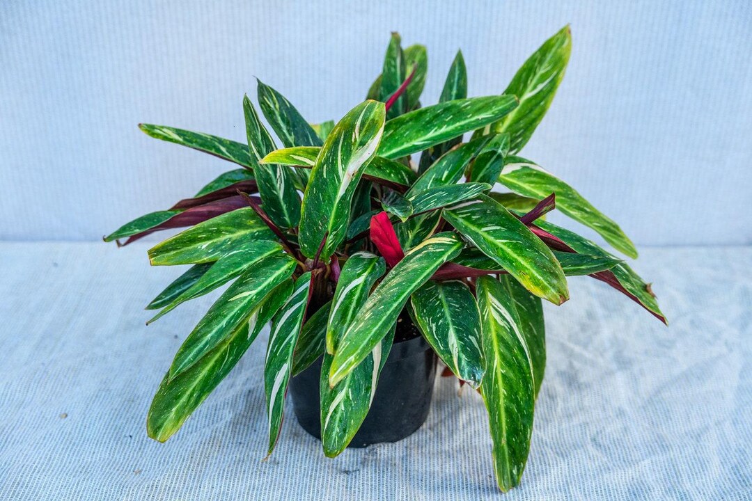 drachenbaum palme Kanarische Drachenbaum (Dracaena draco)
