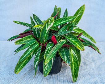 Calathea Stromanthe Sanguinea Magic Star