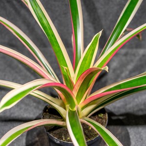 Guzmania Torch Albo 6" pot