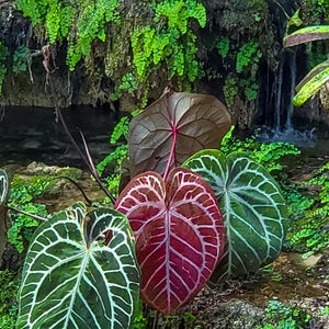 Anthurium Red Crystallinum Tezula - Etsy