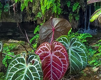 US Seller EXACT Anthurium Pink Lemonade X Red Crystallinum Exact