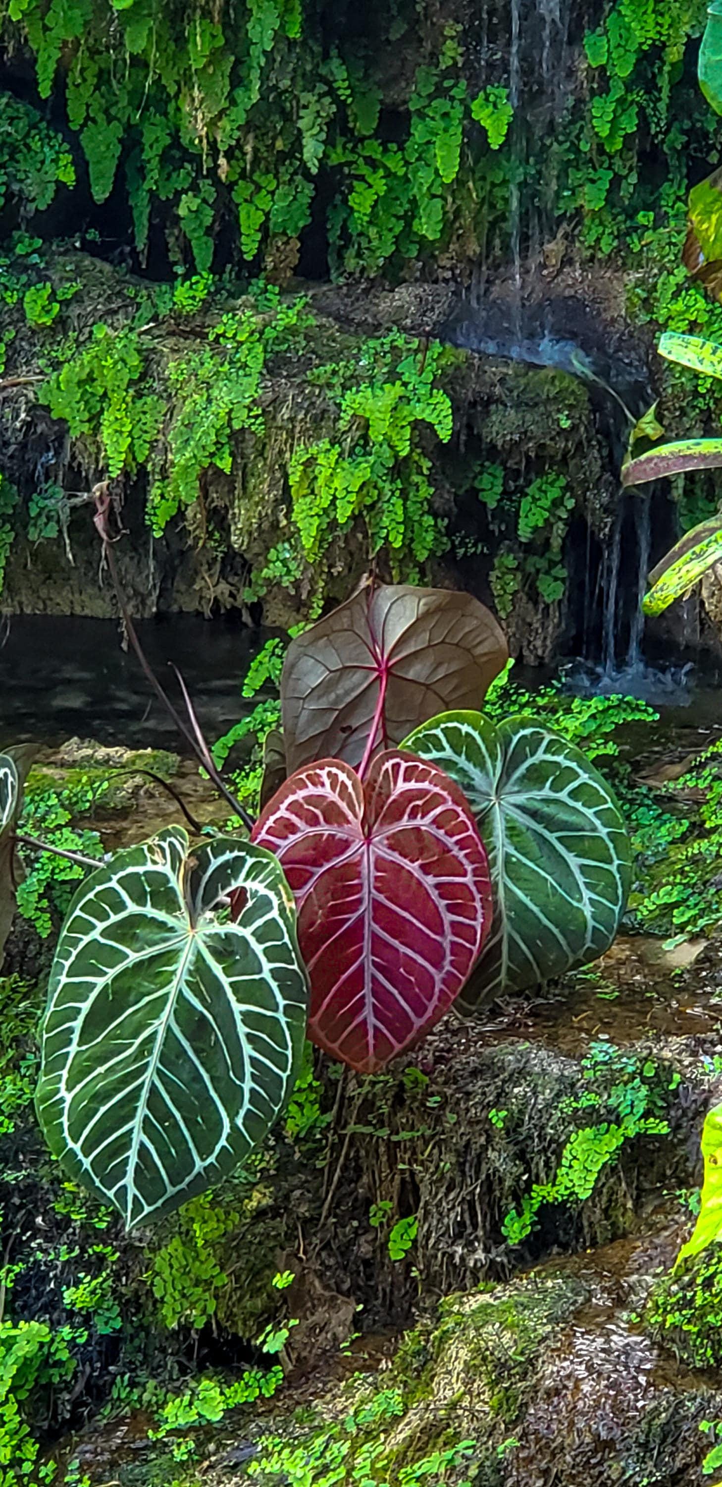 Red Crystallinum - Etsy