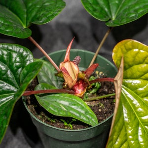 Anthurium Radicans x Luxurians 6 pot image 5