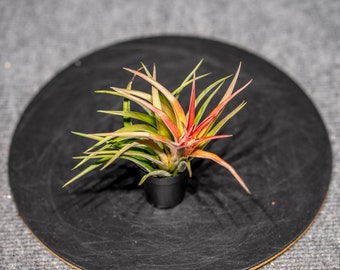 Tillandsia abdita