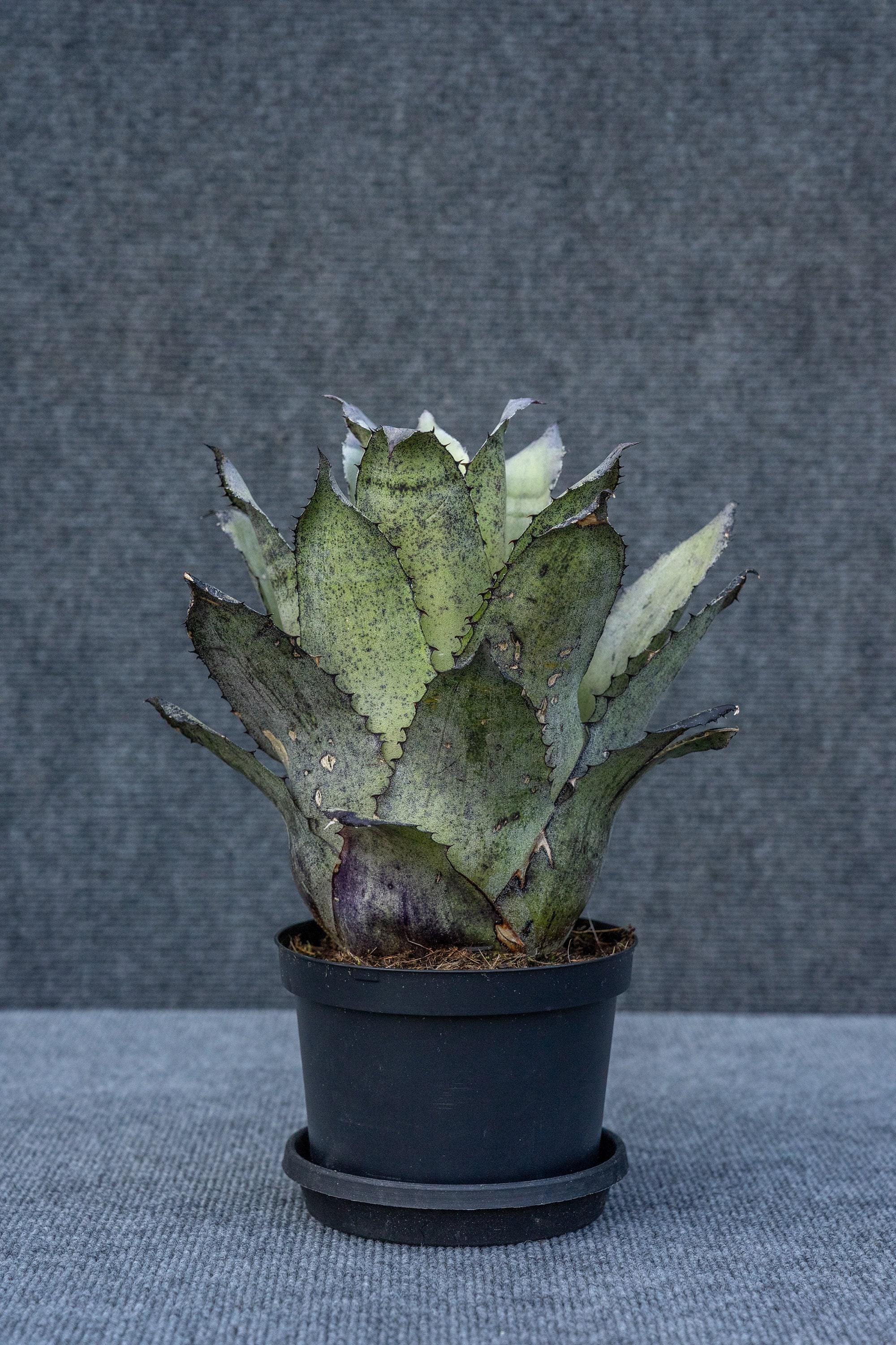 Hohenbergia edmundoi'Extra large' ホヘンベルギア エドムンドイ