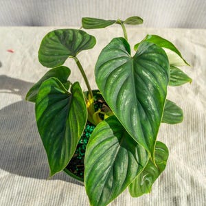 philodendron black princess Philodendron Black Cherry Pink Princess – Plant Vault main image 0