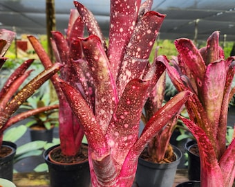 Billbergia Red Hybrid