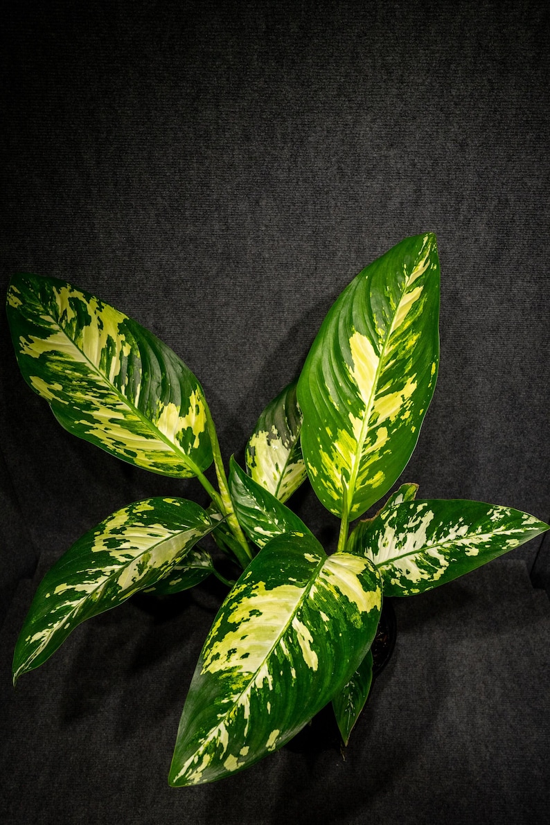 Dieffenbachia puerto Rico Variegated Leaf Tropical Houseplant 3 dieffenbachia-puerto-rico-variegated-leaf-tropical-houseplant-3