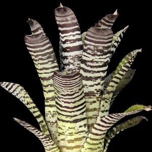 Aechmea Chantinii 'DeLeon' 6" pot: White Striped Bromeliad with Red Bloom