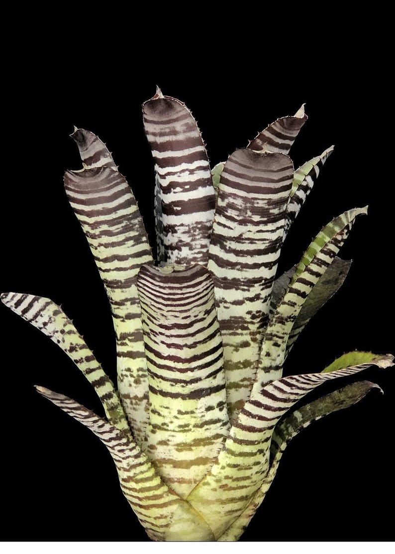 305 Greenery Aechmea Chantinii DeLeon