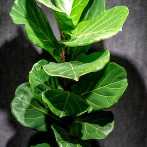 Fiddle Leaf Fig , Ficus lyrata in a 3 gallon pot