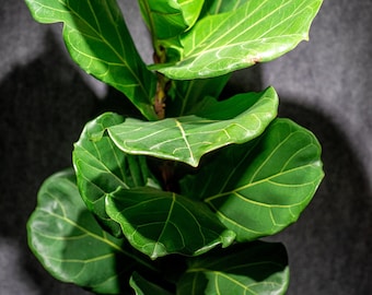 Fiddle Leaf Fig , Ficus lyrata in a 3 gallon pot