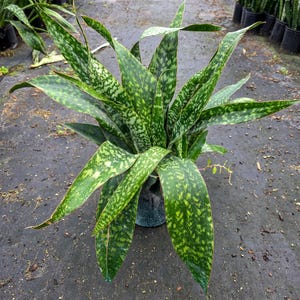 May include: A potted snake plant with long, variegated green leaves. The leaves have a pattern of light and dark green spots. The plant is in a dark pot and is surrounded by other plants in a nursery setting.