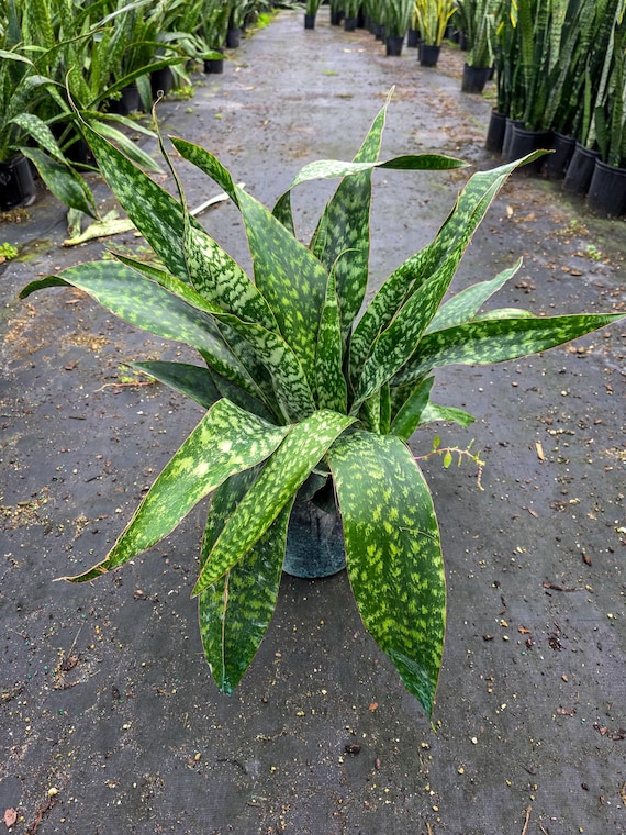Sansevieria Jaboa: Broad Leaf Snake Plant Whale Fin Look