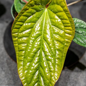 Anthurium Radicans x Luxurians 6 pot image 3