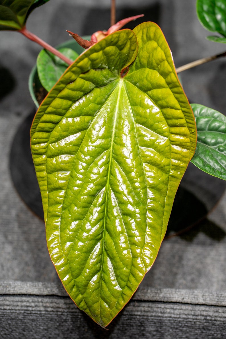 Anthurium Radicans x Luxurians 6 pot image 3