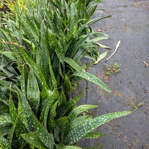 May include: Rows of potted snake plants with long, pointed, green leaves speckled with lighter green patterns. The plants are arranged in a nursery setting, with a dark surface and other plants visible in the background. The leaves are lush and healthy.