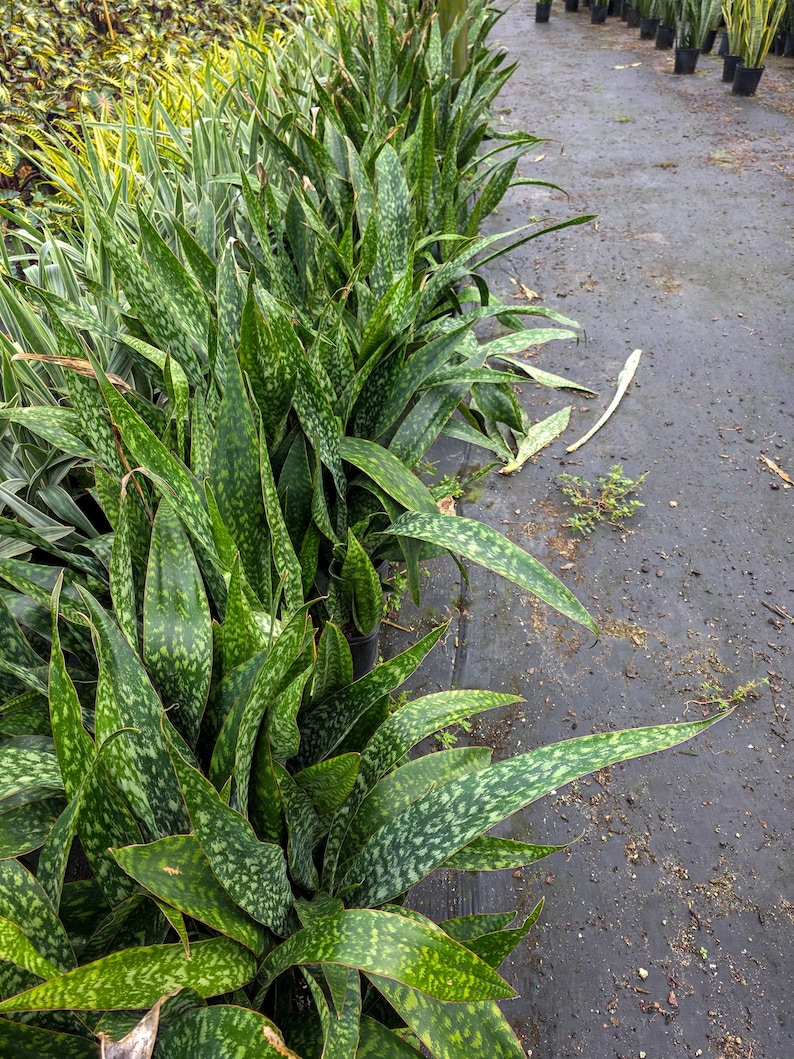 May include: Rows of potted snake plants with long, pointed, green leaves speckled with lighter green patterns. The plants are arranged in a nursery setting, with a dark surface and other plants visible in the background. The leaves are lush and healthy.