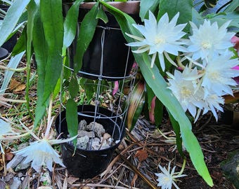 Epiphyllum Hookeri potted in a 4" pot