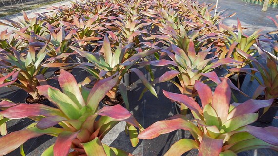 Buy Aechmea Dean 9" Pot Online in India - Etsy
